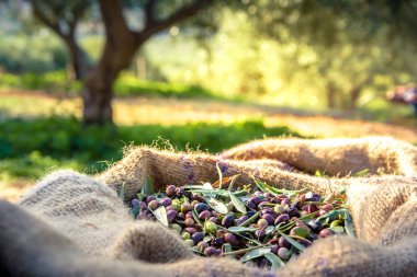 Hasat taze zeytin zeytinyağı üretimi için Crete, Yunanistan için bir alanda torbalarda