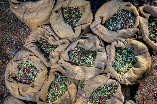 Harvested fresh olives in sacks in a field in Crete, Greece for olive oil production