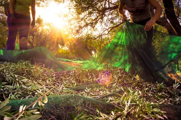 Cosechando Aceitunas Frescas Redes Verdes Mujeres Agricultoras Campo Olivos Creta — Foto de Stock