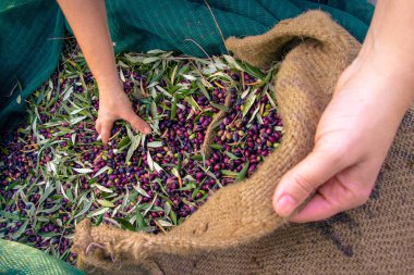 Crete, Yunanistan bir alanda yeşil ağları kullanarak, zeytin yağı üretimi için çuvallar içinde hasat taze zeytin.