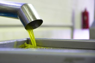Taze sızma zeytin hasat, Girit, Yunanistan sonra bir soğuk-basın fabrikada tankı içine dökme zeytinyağı.