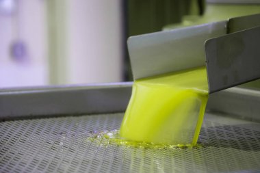 Taze sızma zeytin hasat, Girit, Yunanistan sonra bir soğuk-basın fabrikada tankı içine dökme zeytinyağı.