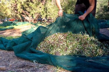 Crete, Yunanistan bir alanda yeşil ağları kullanarak, zeytin yağı üretimi için hasat taze zeytin.