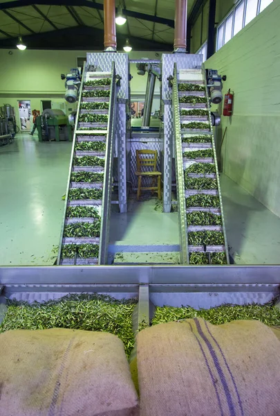 Fresh virgin olive oil production at a cold-press factory after the olive harvesting, Crete, Greece.