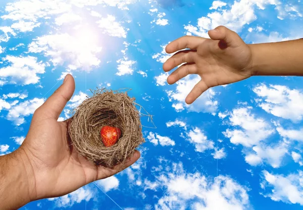 Human hands keep a natural nest with  a red heart inside and a child tries to reach this nest. Family bonds, protection, security, hope, solidarity.