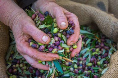 Kadın onun elinde bir alanda, Girit, Yunanistan zeytin yağı üretimi için hasat taze zeytin bazıları devam ediyor