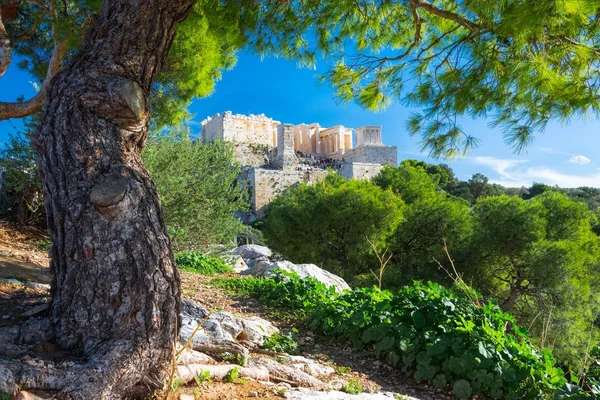 Acrópole Com Partenon Vista Através Quadro Plantas Árvores Verdes Atenas — Fotografia de Stock