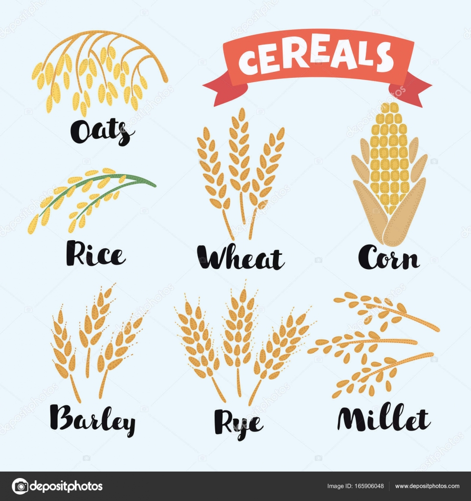 Pmages: grain with names | Vector illustration of cereal grains — Stock