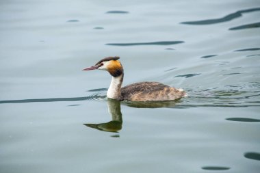 Büyük tepeli batağan - Podiceps cristatus 