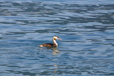 Büyük tepeli batağan - Podiceps cristatus 