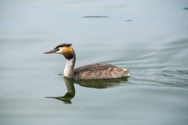Büyük tepeli batağan - Podiceps cristatus 