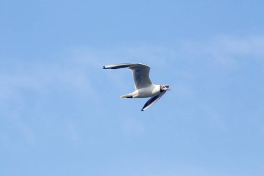 gabbiano komünü (Chroicocephalus ridibundus o Larus ridibundus)