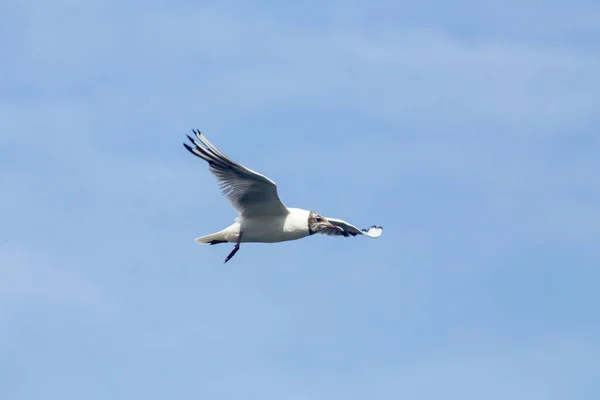 Gabbiano comune (Chroicocephalus ridibundus o Larus ridibundus) — Stock Photo, Image