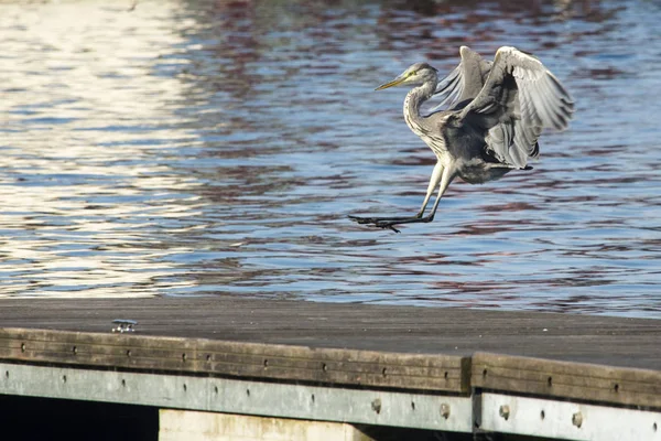 Garça cinzenta - Ardea cinerea — Fotografia de Stock