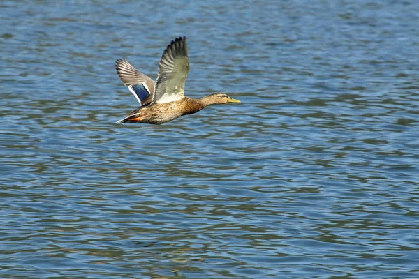 Mallard - Anas platyrhynchos — Φωτογραφία Αρχείου