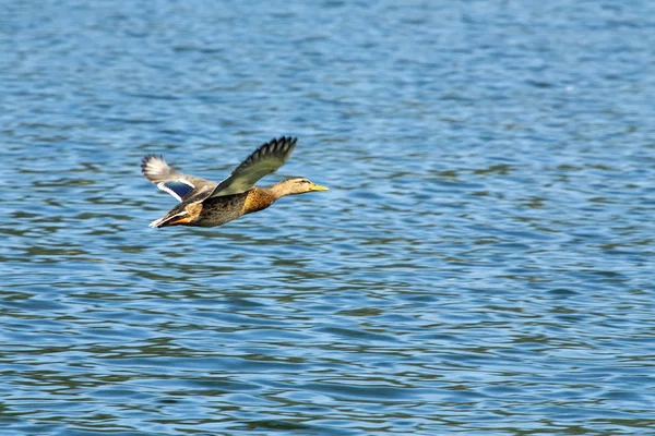 Ánade azulón - anas platyrhynchos — Foto de Stock