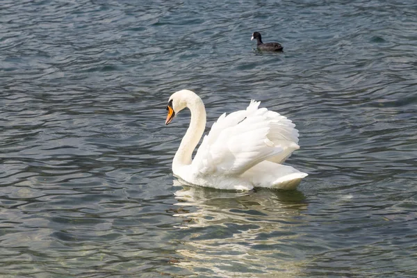 Cisne mudo - cygnus olor —  Fotos de Stock