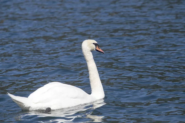 Cisne mudo - cygnus olor —  Fotos de Stock