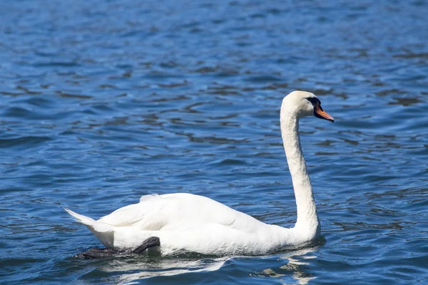 Cisne mudo - cygnus olor —  Fotos de Stock