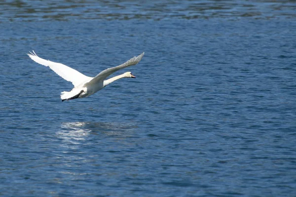 Cisne mudo - cygnus olor — Foto de Stock
