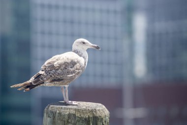 Genel martı (Larus canus)