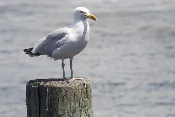 Гілка звичайна (Larus canus).) — стокове фото