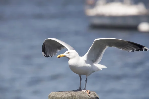 Гілка звичайна (Larus canus).) — стокове фото