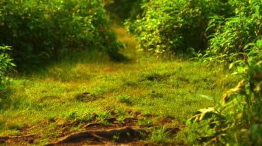 Yaz çimen çerçevede ormandaki kelebek