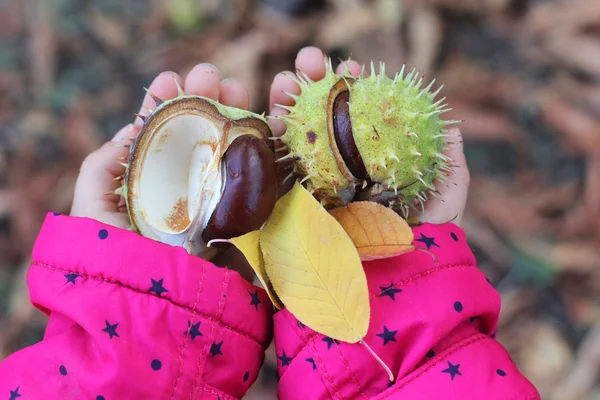 Çocuk elinde sonbahar mix