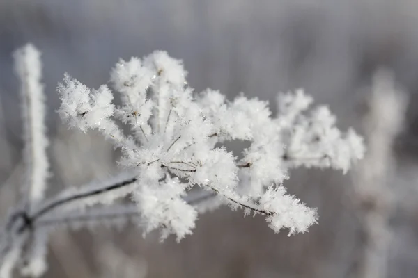 Kış. Güzel bitki.