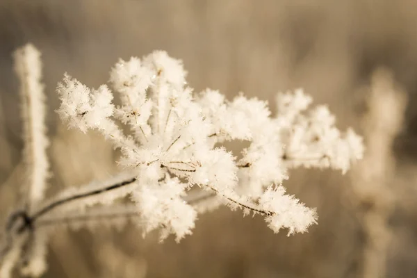 Kış. Güzel bitki.