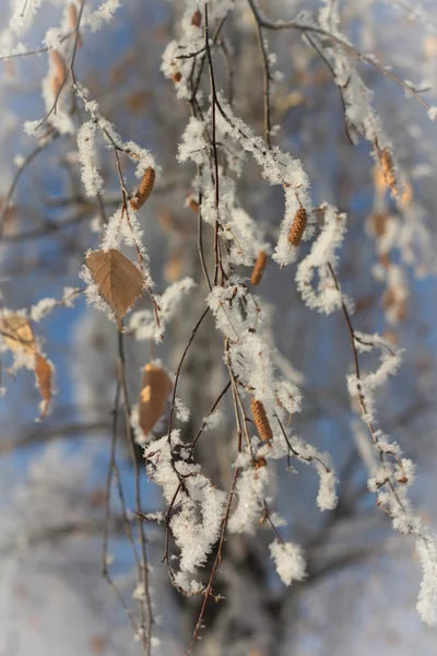 Το χειμώνα. Το υποκατάστημα της μια σημύδα. — Φωτογραφία Αρχείου