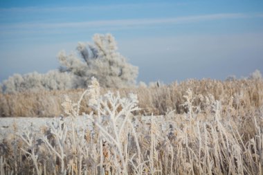frost ormanında kış