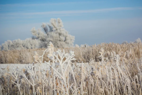 frost ormanında kış