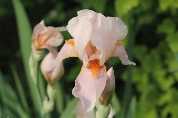 Bahar güzel çiçek