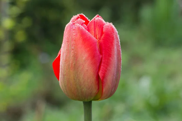 Çiğ bir güzel Lale. Bahar. Çiçek.