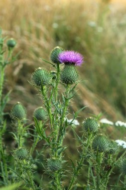 Kır çiçeği diken ile. Yaz.