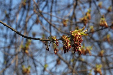 Ağaç bahar dalı. Mevsim.