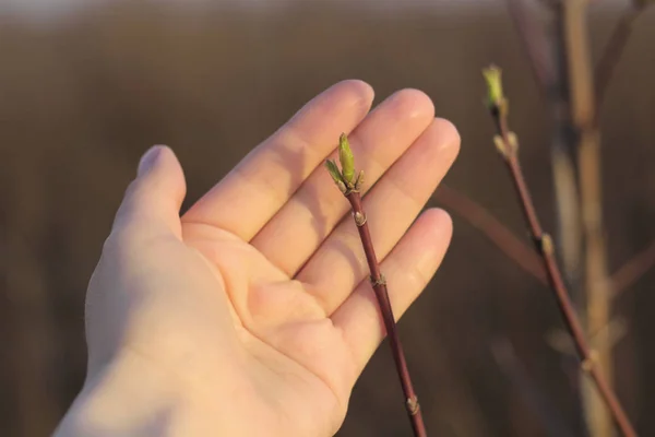 A planta Sprig é protege a mão das pessoas — Fotografia de Stock