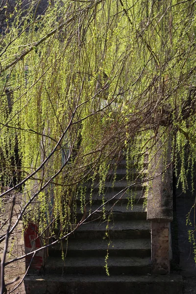 Çalılıkları eski ve bakımsız adımlar.