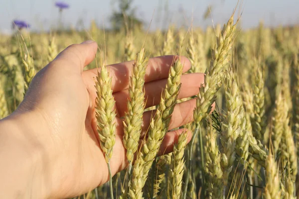 Sivri elinde buğday.