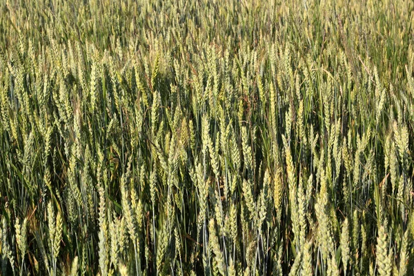 Buğday alan. Arka plan sivri.