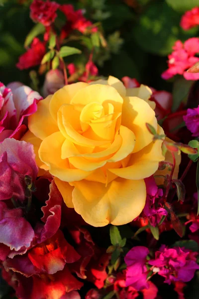 Parlak çiçekler. Rose. Kutlama arka plan.