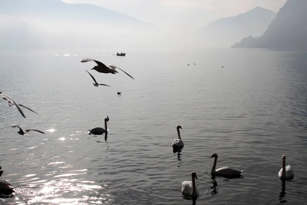 Kuğular, martılar ve insanlarla bir tekne deniz ve dağlar arka plan üzerinde.