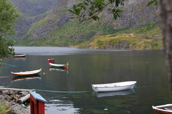 Kuru fasulye arka plan. 