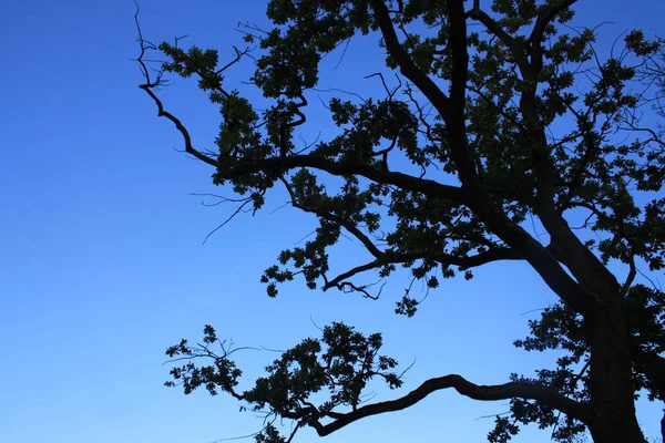 Tree branches against the sky. — Stock Photo, Image