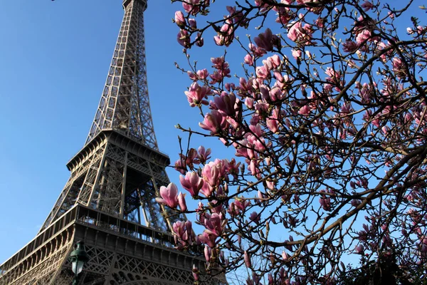 Wieża Eiffla Oddział Magnolia — Zdjęcie stockowe