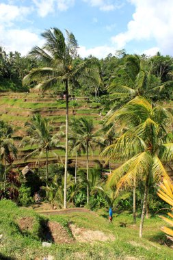 Pirinç tarlaları Bali Adaları.