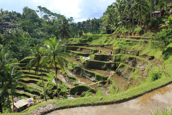 Bali Adaları içinde büyüyen pirinç.