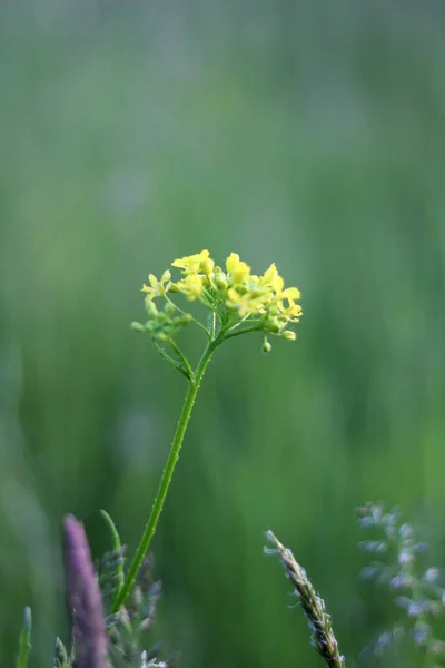 Vahşi ve sarı çiçek.
